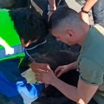 ¡Crueldad humana! "Firuais" mueren asfixiados por brutal ola de calor en España