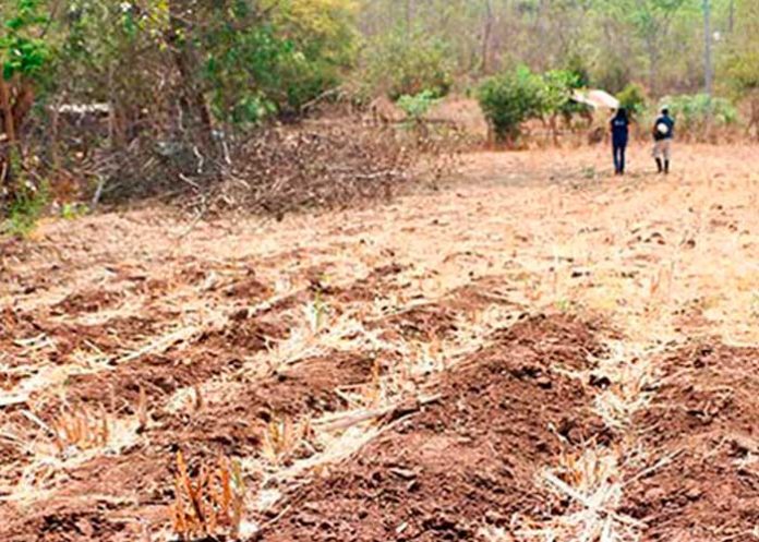 Declaran alerta verde en 64 municipios de Honduras por severa sequía
