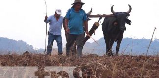 productores de Matagalpa con buenas expectativas