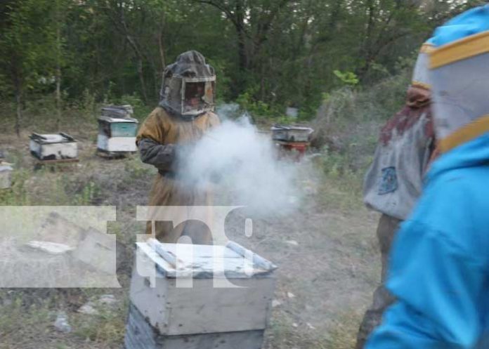 Foto: Producción de miel en Diriomo, Granada / TN8
