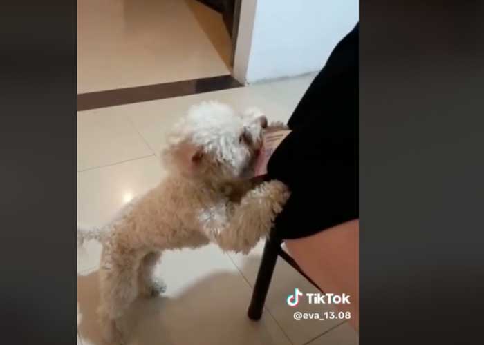 Perrito se hace viral por robar la cartera de su dueña 
