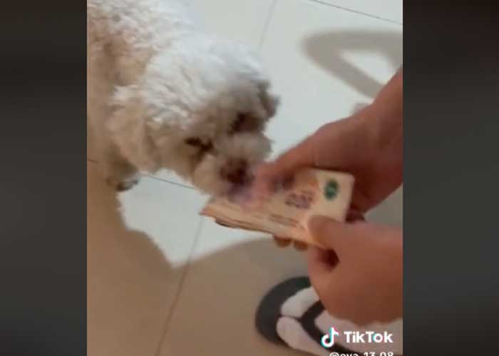 Perrito se hace viral por robar la cartera de su dueña 