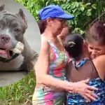 Niño muere al ser atacado por perros pitbull en Colombia