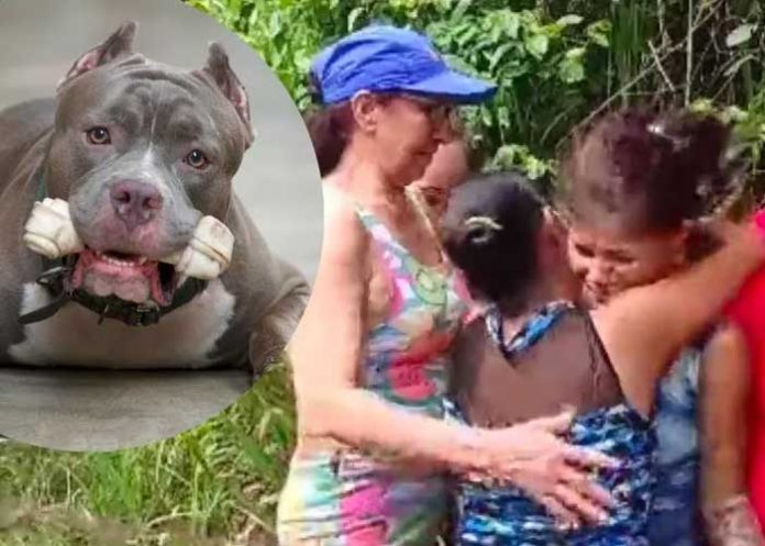 Niño muere al ser atacado por perros pitbull en Colombia