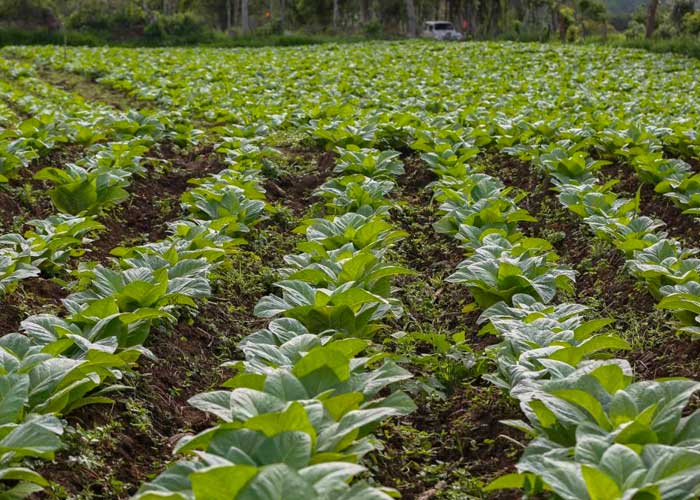 OMS impulsa campaña para que productores de tabaco cambien de cultivo