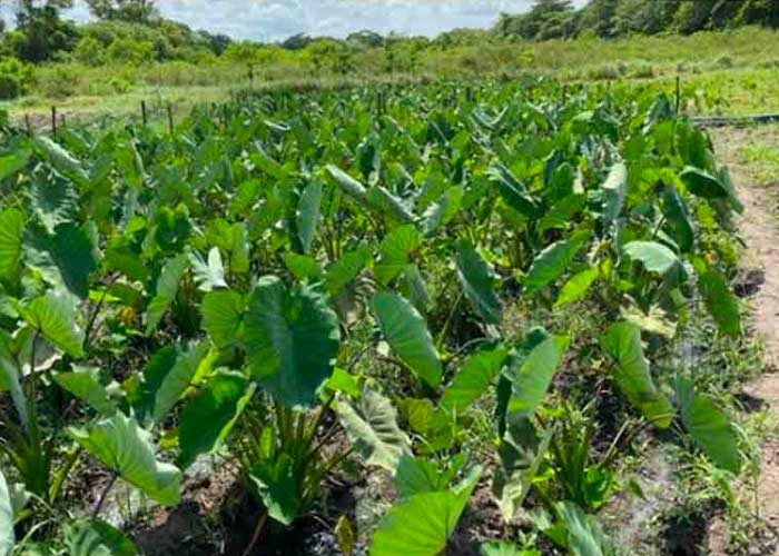 OMS impulsa campaña para que productores de tabaco cambien de cultivo