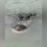 Aterrador video muestra enorme cocodrilo acechando en el Río Bravo