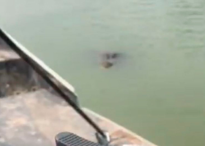Aterrador video muestra enorme cocodrilo acechando en el Río Bravo 