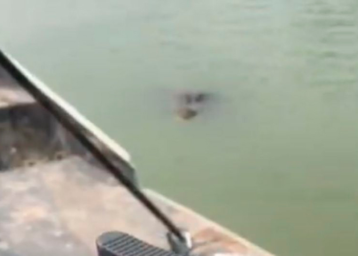 Aterrador video muestra enorme cocodrilo acechando en el Río Bravo