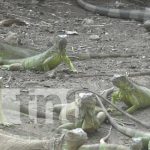 Foto: Capacitación de zoocriaderos en Ometepe / TN8