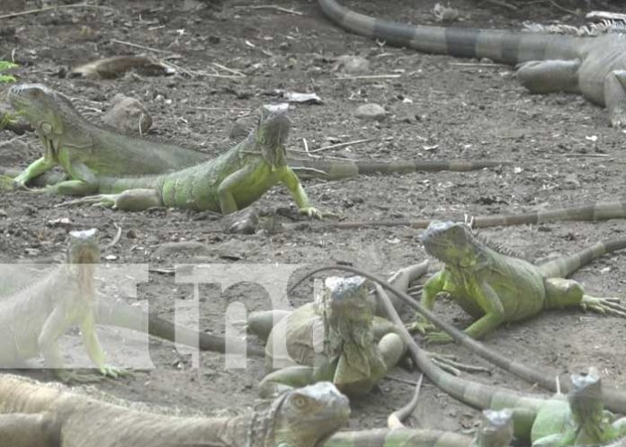 Foto: Capacitación de zoocriaderos en Ometepe / TN8