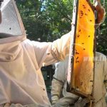 Producción y exportación de miel registra un comportamiento positivo en Nicaragua