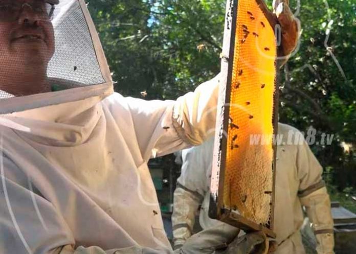 Producción y exportación de miel registra un comportamiento positivo en Nicaragua