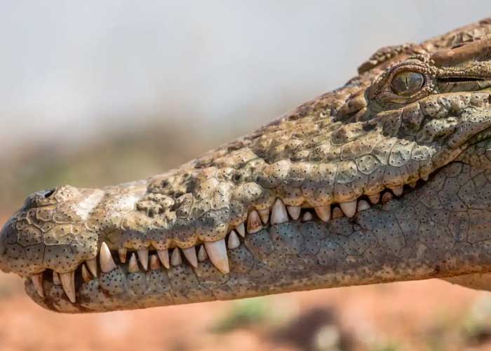 En Costa Rica un cocodrilo hembra se embarazo sin ayuda de un macho