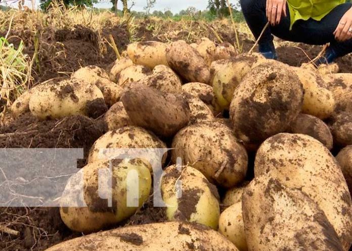 Empresaria nicaragüense validó con éxito cultivo con semilla mexicana