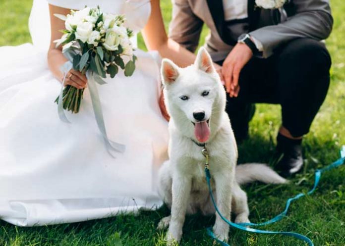 Invitación de boda se viralizó, “no quiere mocosos, pero sí mascotas“