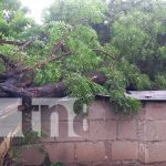 Managua: Cae árbol sobre vivienda en Anexo a Valle Dorado, no se reportan víctimas