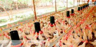 Nicaragua reporta crecimientos significativos en la producción de pollo y huevo