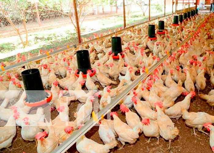 Nicaragua reporta crecimientos significativos en la producción de pollo y huevo