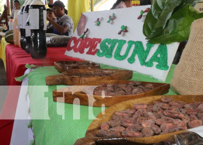 Foto: Realizan festival departamental de cacao en Siuna / TN8