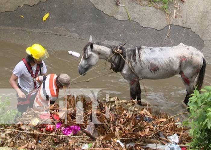 Foto: Hombre y su caballo se salvan de morir al ser arrastrados por las corrientes en Managua / TN8