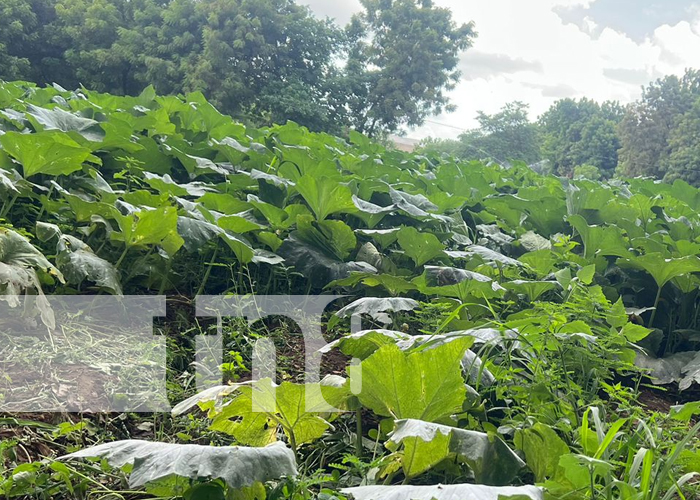 Foto: Técnicas agroecológicas mejoran cultivo del pipián en Nicaragua / TN8 