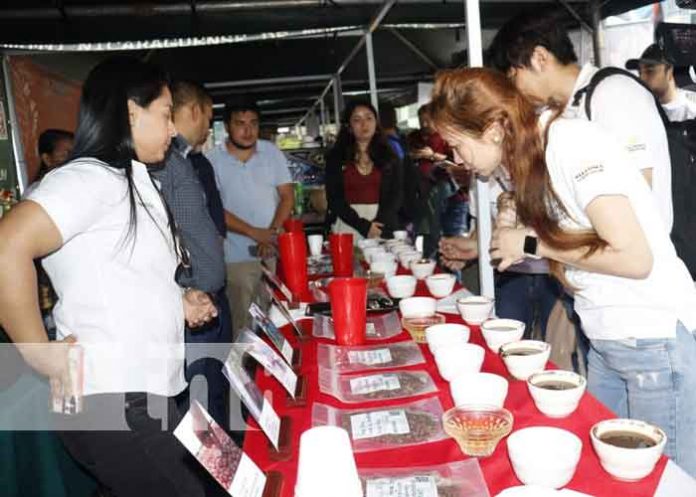 Foto: Realizan en Matagalpa la selección de la taza de la excelencia del café / TN8