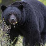Foto: Ataque mortal: Un Hombre de Arizona muere mutilado por un oso negro / Cortesía