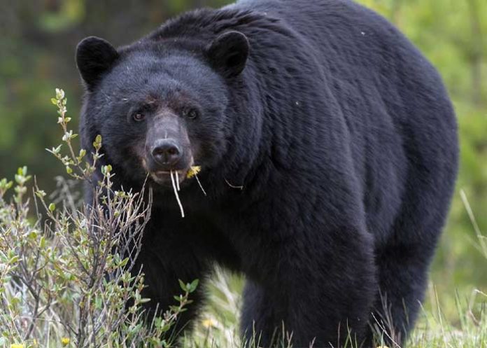 Foto: Ataque mortal: Un Hombre de Arizona muere mutilado por un oso negro / Cortesía