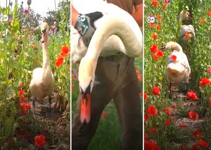 200 cisnes "se drogan" con amapolas y no pueden alzar vuelo 