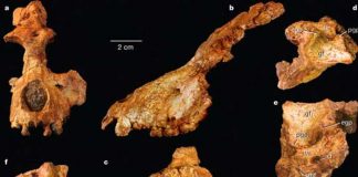 Museo revela caso de canibalismo en Atapuerca