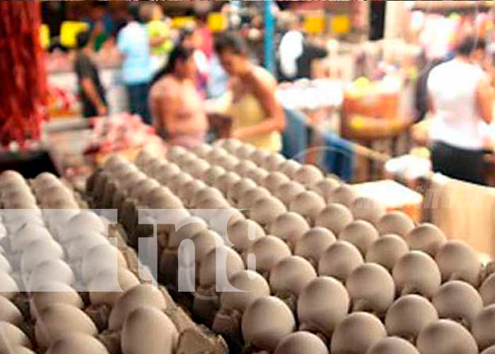 Nicaragua reporta crecimientos significativos en la producción de pollo y huevo