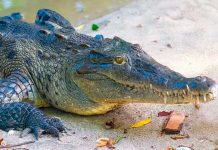 En Costa Rica un cocodrilo hembra se embarazo sin ayuda de un macho