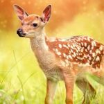 Disney confirma que realizará el live-action de "Bambi"