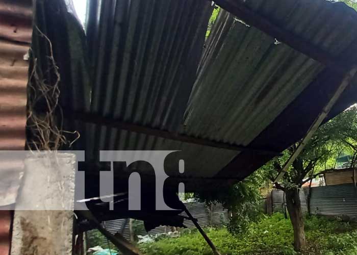 Managua: Cae árbol sobre vivienda en Anexo a Valle Dorado, no se reportan víctimas