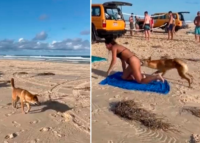 Perro le muerde las "nachas" a una chavala en una playa (VIDEO)