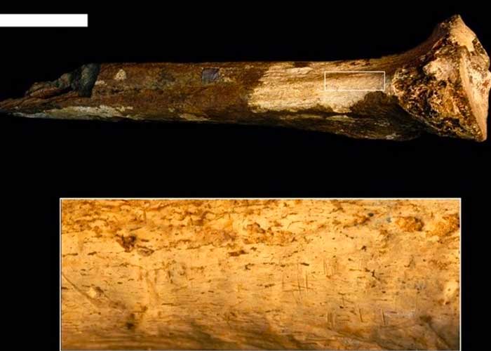 Museo revela caso de canibalismo en Atapuerca