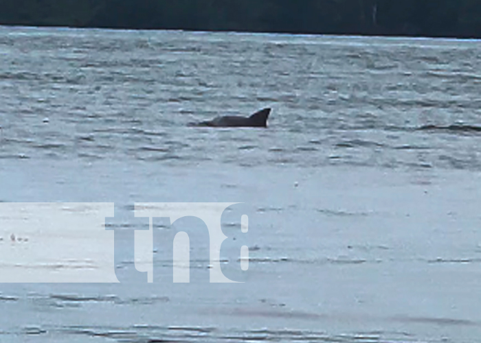 ¡Qué bellos! Captan a delfines de agua dulce en Laguna de Perlas (VIDEO)