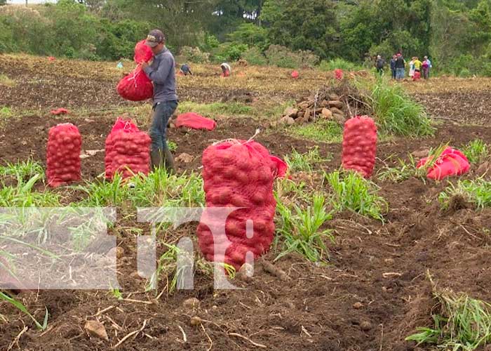 Empresaria nicaragüense validó con éxito cultivo con semilla mexicana 