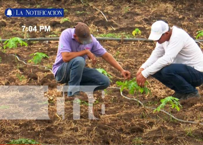 Foto:_ Productores de granos básicos son el motor de la economía en Nicaragua / TN8