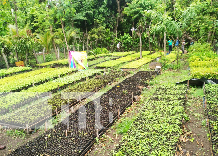 Foto: Exitosa inauguración de vivero con 70 mil plantas en Boaco / TN8 