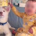 Amistad entre una bebé y un perrito conmueve las redes