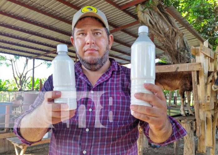 Foto: Producción de leche de cabra en Mateare / TN8
