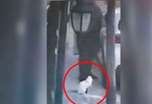 ¡Sin piedad! Hombre le pega un "plomazo" a un gatito siamés en México