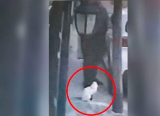 ¡Sin piedad! Hombre le pega un "plomazo" a un gatito siamés en México