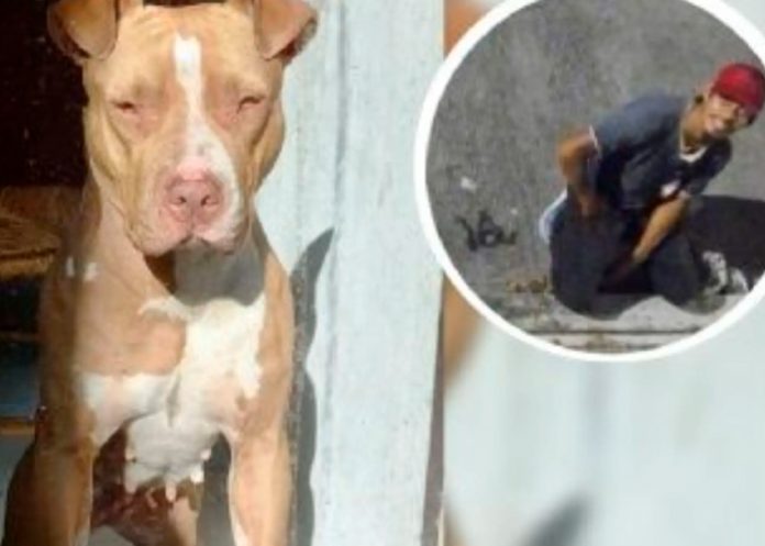 Psicópata drogaba a una perrita pitbull para abusar de ella en Veracruz