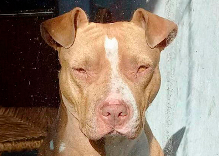 Psicópata drogaba a una perrita pitbull para abusar de ella en Veracruz
