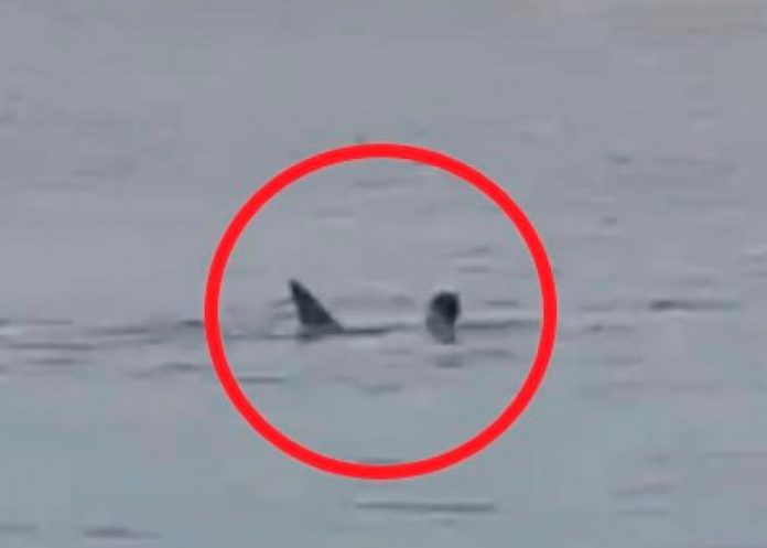 Tiburón devora a hombre ante la mirada atónita de varias personas en Egipto