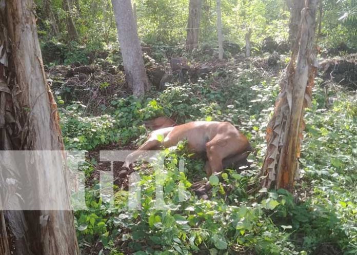 Foto: Matan a machetazos a varios caballos en Ometepe / TN8