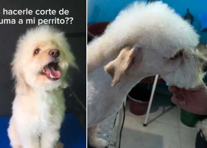 Perrito se vuelve viral por traer el peinado de Peso Pluma